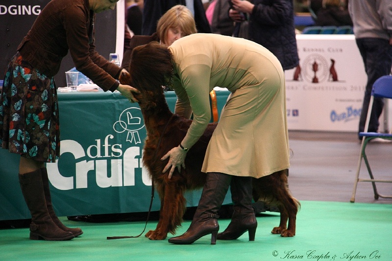 Crufts2011 333.jpg